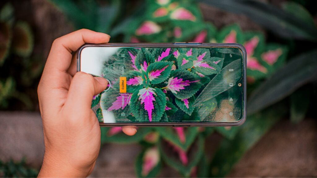 Plant photo recognition