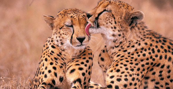 Animal Affection windows 10 theme