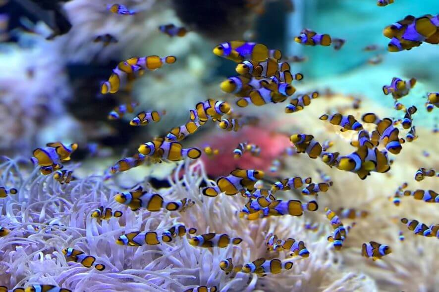 virtual acquariums